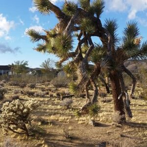 Joshua Tree Journey through the Heart Retreat DEPOSIT