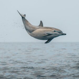 Dolphins of Atlantis